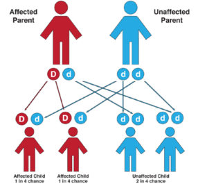 Von Willebrand Disease: The 4 minute overview [with images] - George ...